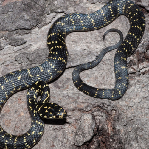 Femeie mușcată de șarpe în Ilva Mare, județul Bistrița-Năsăud