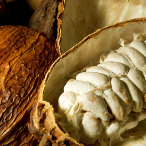 Nestlé testează o metodă inovatoare pentru producerea ciocolatei în condițiile în care randamentul pastailor de cacao scade din cauza schimbărilor climatice