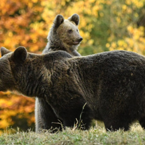 Motociclist rănit de un urs pe Transfagarasan, în zona Valea lui Stan