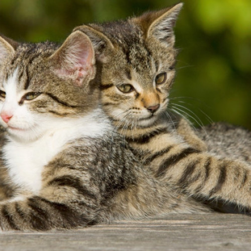 Primăria Bucureștiurăște pentru sterilizare gratuită a zece mii de pisici de rasă comună