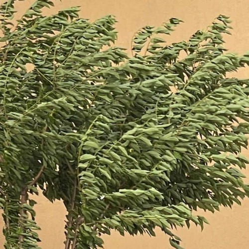 Vânt puternic și Cod galben emis de ANM pentru mai multe județe din țară