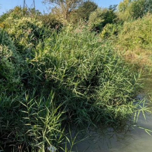 tur ghidat pentru redescoperirea luncii paraului Becas la cluj-napoca