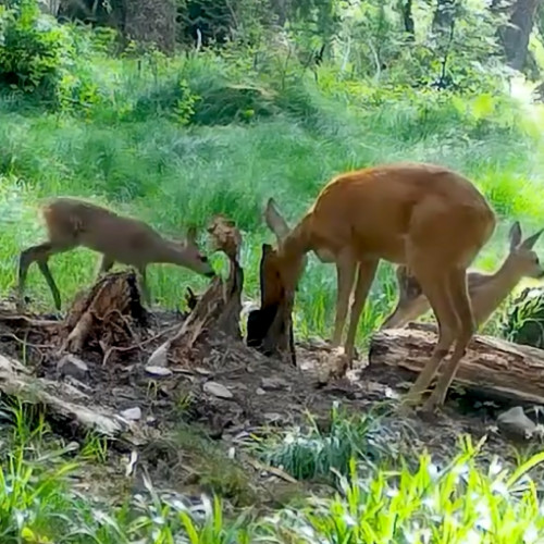 spectacol natural în parcul apuseni: doi pui de caprioară alături de mama lor în fotografii impresionante