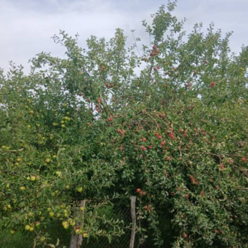 O metodă inedită de a cumpăra mere în satul Bogata, județul Cluj