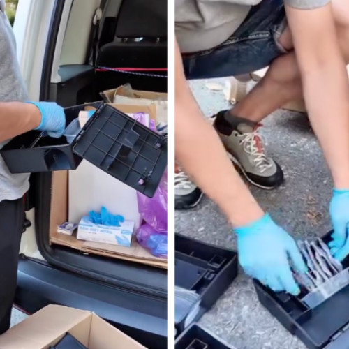 kriterii de combatere a sobolanilor în cluj-Napoca: viceprimarul a verificat acțiunile autorităților