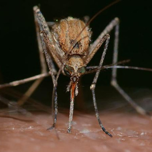 Creșterea cazurilor de virusul West Nile în România