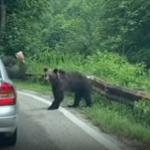 incident grav pe Transfagarasan: un motociclist polonez, muscat de urs