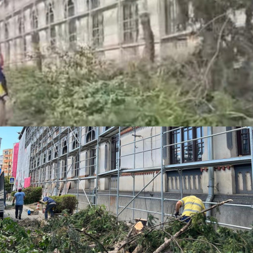 Targujienii revoltati dupa taierile masive de brazi in zona Colegiului "Tudor Vladimirescu"