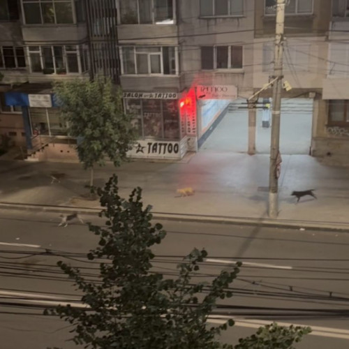 Situație tensionată cu haite de câini vagabonzi în Galați
