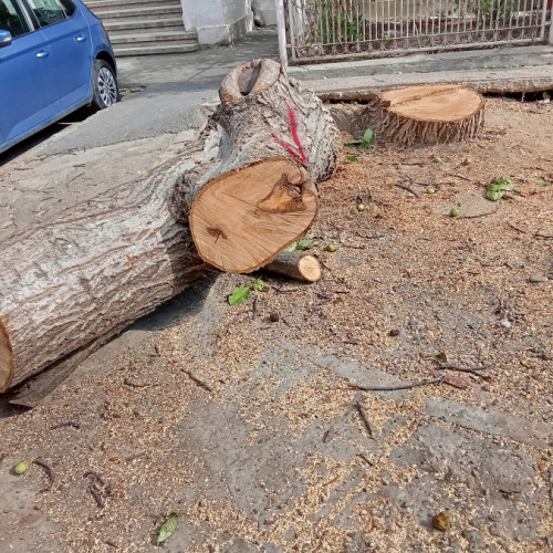 Autoritățile explică tăierea arborilor din Galați