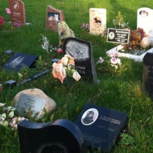 Primăria Cluj-Napoca lansează un proiect pentru un cimitir pentru animale de companie