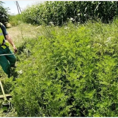 defeating plantă alergenică: acțiuni ale primăriei oradea împotriva ambroziei