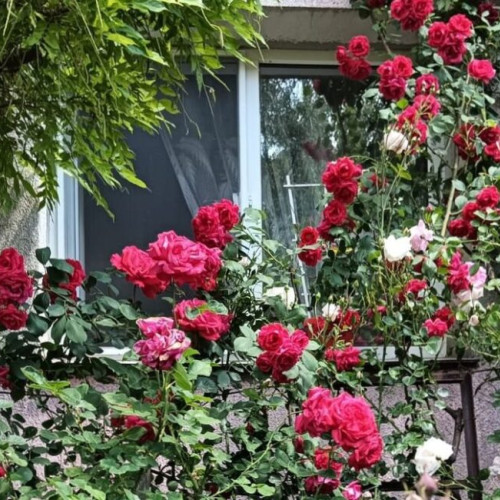 Concursul „Bistrita Verde” 2025 se mai poate înscrie în săptămâna aceasta