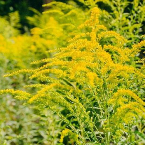 un clujean semnalează focar de ambrozie lângă zona rezidențială din faget