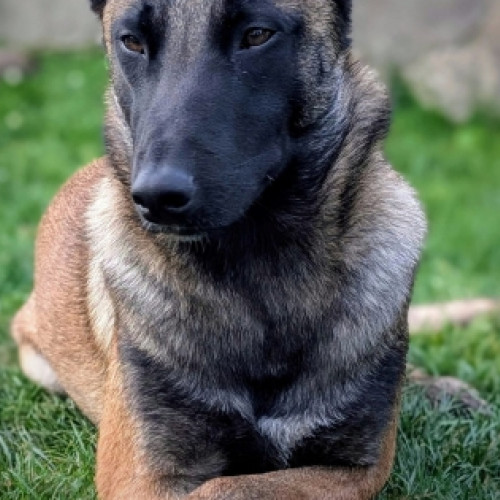 Mesaj emoționant al polițiștilor nemțeni de ziua prietenilor necuvântători