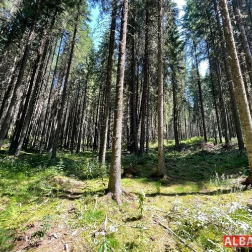 Noul intermediar al Romsilva, Jean Visan, ales prin proces de selectie transparentă