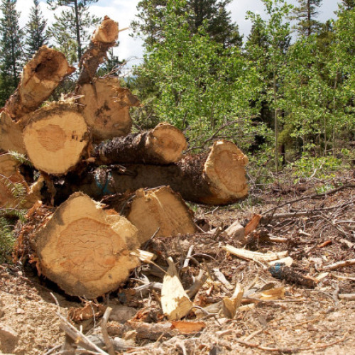 revolt în județul gorj din cauza angajaților condamnați penal la ocolul silvic carbunești