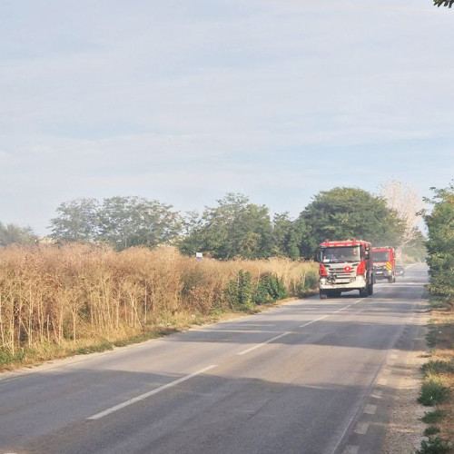 Incendiu de vegetație în Medgidia