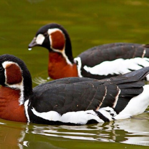 Subvenții pentru protejarea ghetei cu gât roșu în Buzău, continuă până în 2027