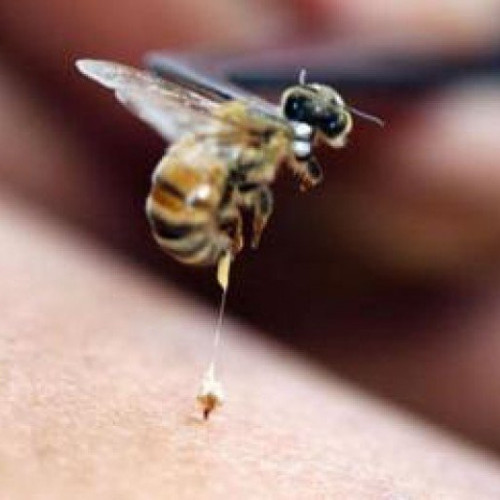 Bărbat de 56 de ani, în stare stabilă după atacul albinelor