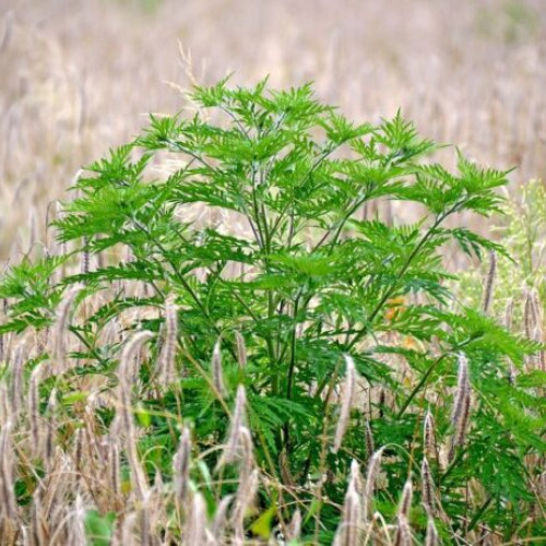 Primăria Sectorului 3 acționează pentru combaterea ambroziei și a plantelor invazive