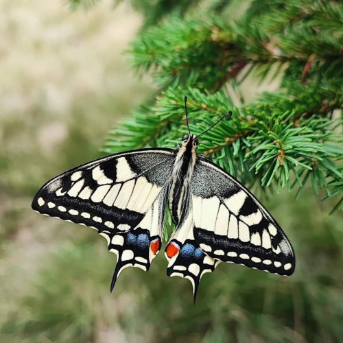 fluture rar, observat în parcul natural bucegi