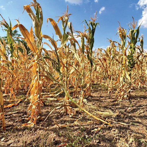Criză alimentară în Uniunea Europeană din cauza secetei și lipsei precipitațiilor