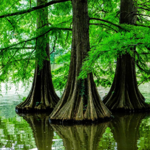 eveniment dedicat Zilei fotografiei maghiare la Oradea