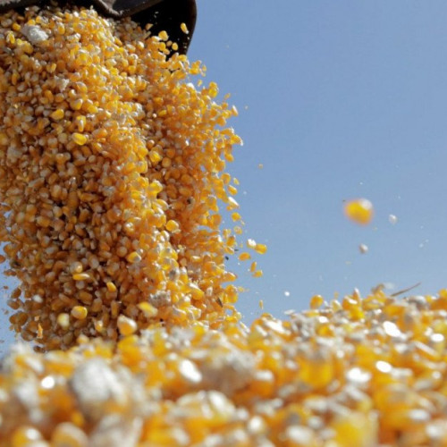 Estimări optimiste pentru culturile de porumb în Iași în 2025