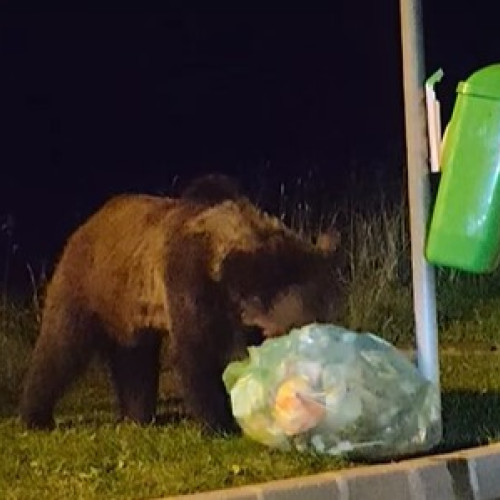 Ursoaică cu pui surprinși în centrul stațiunii Poiana Brașov