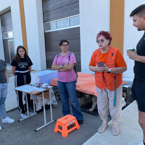 Campanie record de sterilizare a animalelor în Flamanzi