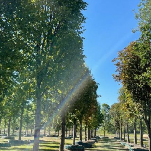 USAMV Cluj lansează proiect pentru reducerea dependentei de importul arborilor maturi