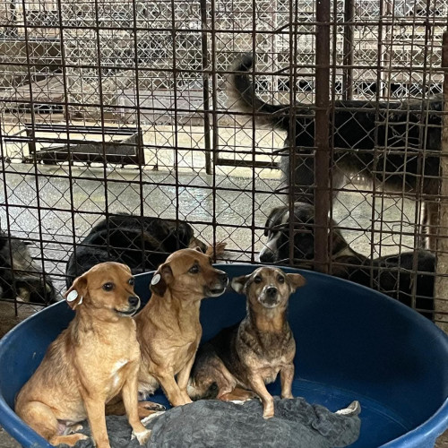 Campanie de sterilizare gratuită a câinilor în județul Gorj