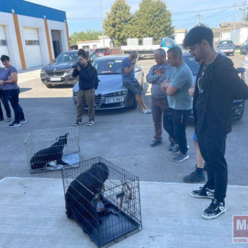 Campanie record de sterilizări în Flămânzi: peste 80 de animale au fost ajutate într-o zi