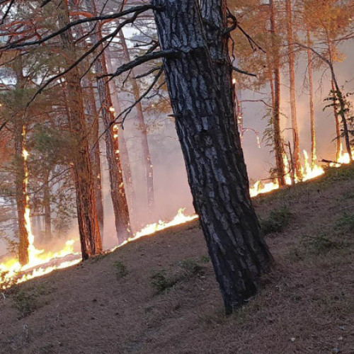 Incendiu de pădure provocat de prăbușirea unei drone ucrainene în apropiere de Ghelendjik
