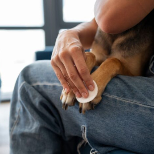 Primăria Voluntari organizează campanie de sterilizare și microcipare gratuite pentru câini