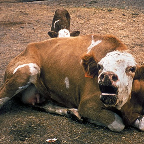 Focar de rabie confirmat în Neamț la o bovină din comuna Nerești