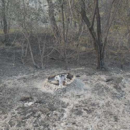 ULTIMELE ȘTIRI: Nou focar de incendiu de vegetație în Vrancea, la Rădulești - Intervenție în desfășurare