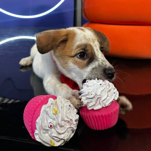 ASPA București lansează campania "STOP ABANDON!" pentru promovarea adopției responsabile a câinilor din adăposturi