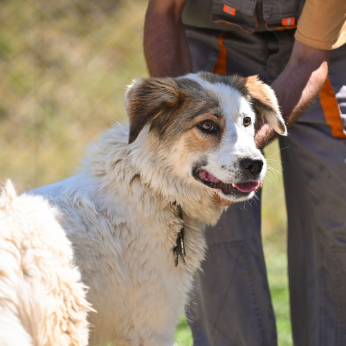 Programul de sterilizare gratuită pentru câini din Sibiu este contestat