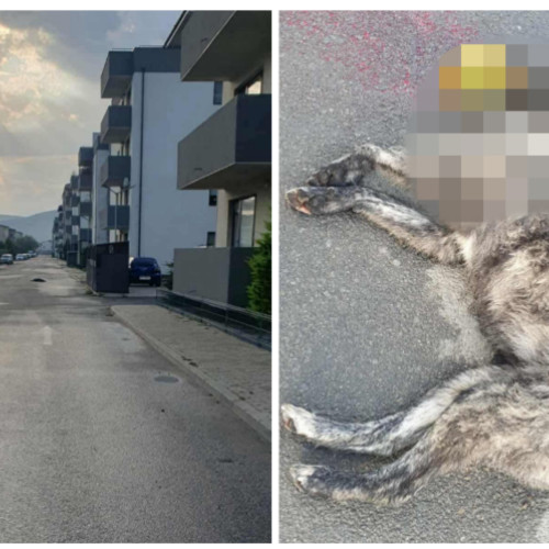 Catelusa lovita de masina in Floresti: comunitatea cauta vinovatul