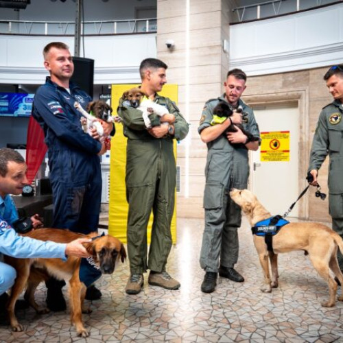 Bucharest International Air Show se alătură campaniilor pentru adopția animalelor fără stăpân