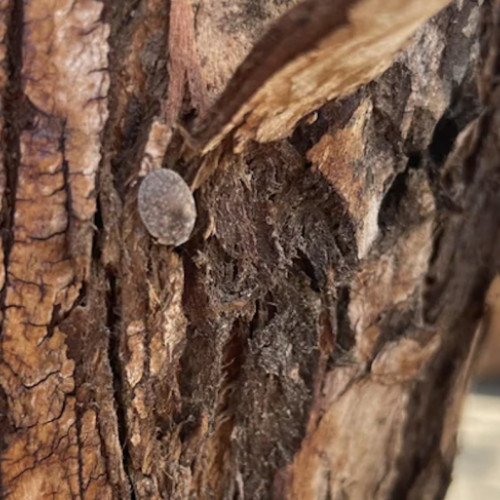 Copaci de pe malul Someșului din Cluj-Napoca afectați de infestare cu gândaci