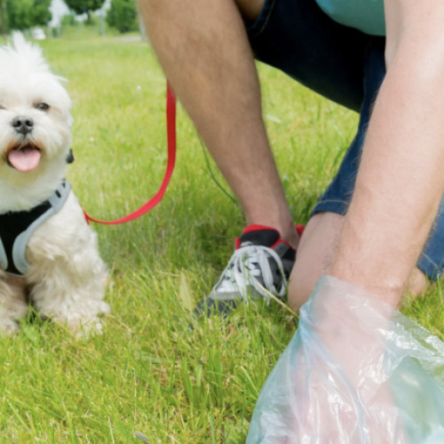 Locuitor din Dezmir reclamă trotuare pline de excremente de câine spre biserică