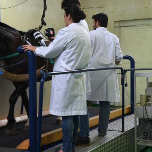 Cai modificați genetic pentru polo s-au născut în Argentina