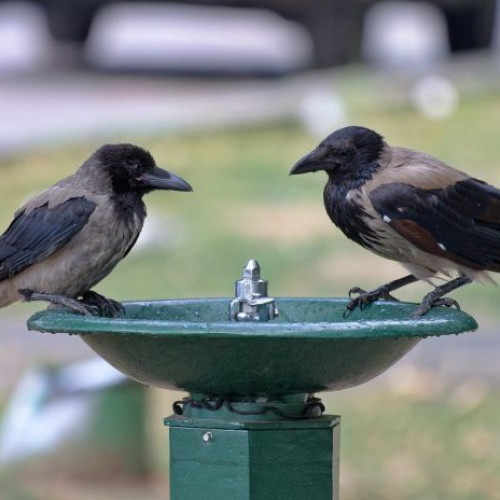 Vremea în București: temperaturi de până la 35 de grade și avertizare cod galben