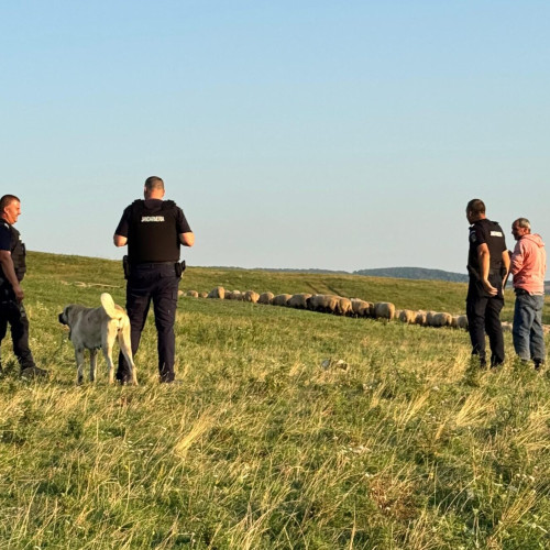 Un bărbat din județul Botoșani a murit la o stână