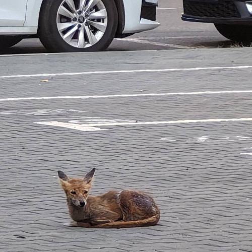 Vulpe observată într-o parcare din Alba Iulia, semnalată de un martor