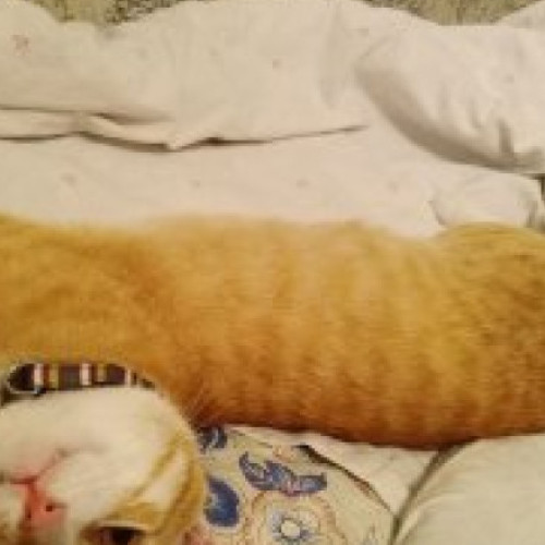 Soldatul ucrainean se întoarce din captivitate însoțit de pisica Mișko