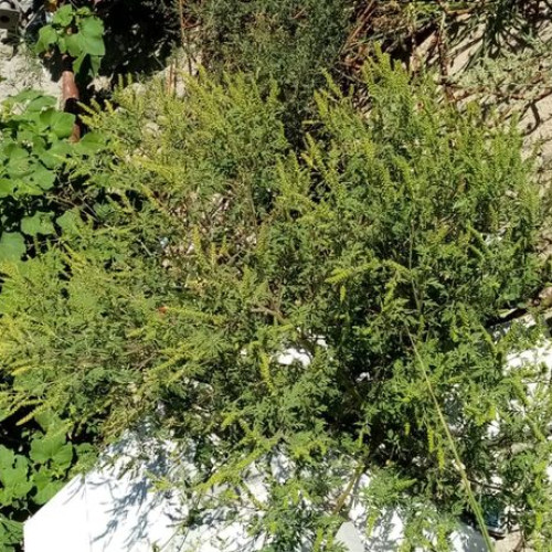 Botoșănean amendat cu 4.000 lei pentru ambrozie pe terenul său